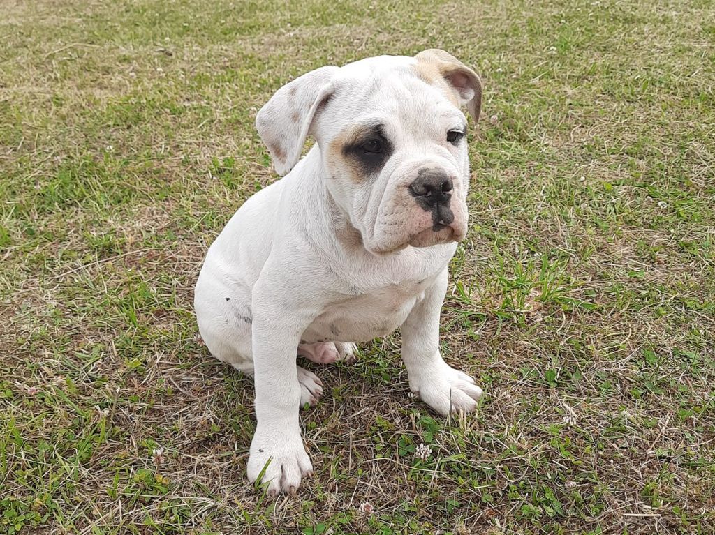 Du Verger Des Baroudeuses - Chiots disponibles - Bulldog continental