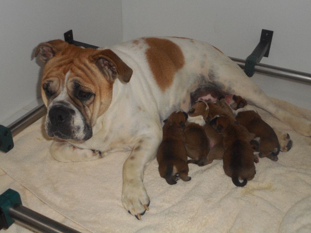 Chiot Bulldog continental Du Verger Des Baroudeuses